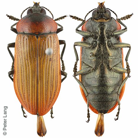 Temognatha wimmerae wimmerae, PL3532B, male, EP, 22.9 × 10.0 mm